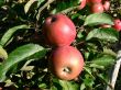 Two red apple