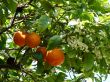 Tangerines. Flowers and fruits
