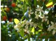 Tangerines. Flowers and fruits