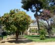 Botanical garden. Barcelona