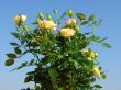 Bush of yellow roses