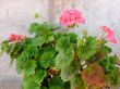 Pink geranium