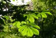 Leaves of a chestnut
