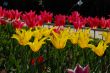 Red and yellow tulips on a garden bed