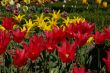 Red and yellow tulips on a garden bed