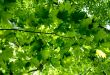 Green maple leaves