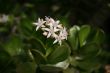blossoming Dollar Plant