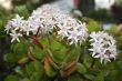 blossoming Dollar Plant