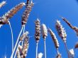 Wheat