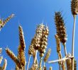Wheat
