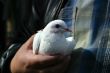 White pigeon