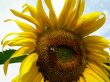 Bee on sunflower