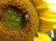 Bee on sunflower
