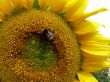 Bee on sunflower