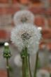 Dandelion macro