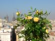City flowers. Roses