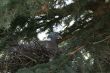 Dove in nest