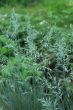 Grass
