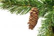 brown cone
