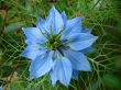 Blue flower