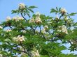 Blossoming tree of a chestnut