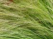 Grass . Wind