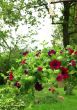 Petunias