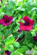 Petunia flowers