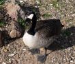 canada goose
