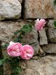 Roses on a stone wall