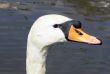 swan head