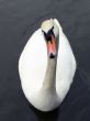 enquiring swan