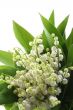lily of the valley