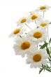 marigold
