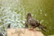 pigeon