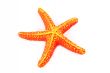 Orange starfish