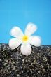 Fragapani flower