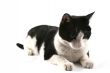 Cute cat