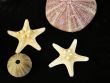 Creatures from the sea