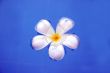 Fragapani flower