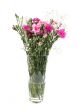 Vase of beautiful flowers