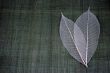 Transparent leaves