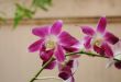 Thai orchids
