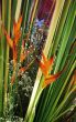 Tropical flowers from Thailand