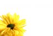Pretty spring flower