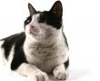 Cute cat