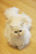 Cute cat