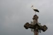 Stork on a Cross
