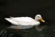Duck at the lake