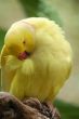 Bird at the park